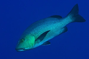 Snappers Prints: Two-spot Red Snapper (Lutjanus bohar) adult