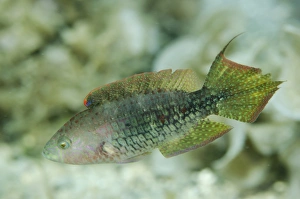 Two-spot Wrasse (Oxycheilinus bimaculatus) adult, swimming, Lembeh Straits, Sulawesi, Greater Sunda Islands, Indonesia