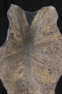 Leaves Prints: Two-spotted or red spider mite