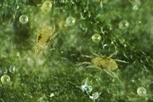 Agriculture Prints: Two-spotted or red spider mites, Tetranychus urticae, two immatures, on tomato leaf