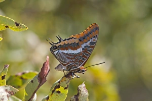 Butter Fly Prints: Two-tailed Pasha (Charaxes jasius) adult