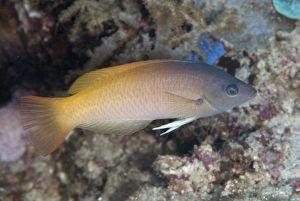 Reefs Prints: Twotone Wrasse (Halichoeres prosopeion) adult