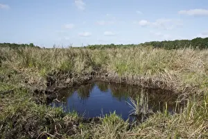 Spider Prints: Typical fen raft spider pool in river valley fen habitat