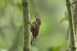 Equatorial Prints: Tyrannine Woodcreeper (Dendrocincla tyrannina) adult