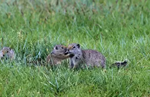 Rodent Prints: Uinta Ground Squirrel (Spermophilus armatus) Adult with young, Yellowstone Nat. Park, USA