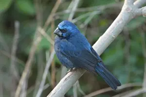 Ultramarine Grosbeak (Cyanocompsa brissonii) adult male, perched on branch, Costanera Sur, Rio de la Plata, Buenos Aires Province, Argentina, june