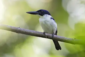 Ultramarine Kingfisher (Todiramphus leucopygius) adult male, perched on branch, near Honiara, Guadalcanal