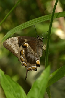 Ulysses Butterfly (Papilio ulysses joesa) adult, resting on leaf, Queensland, Australia, November