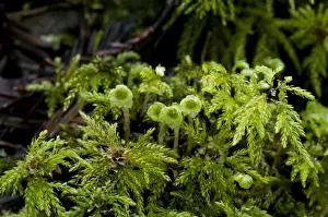 Coniferous Prints: Umbrella Moss (Leucolepis acanthoneuron) female gametophytes