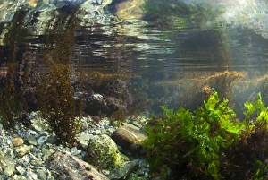 Alga Prints: Underwater view of rockpool habitat, Falmouth, Cornwall, England, February