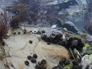 Mollusc Prints: Underwater view of rockpool with sea-snails, Cornwall, England, March