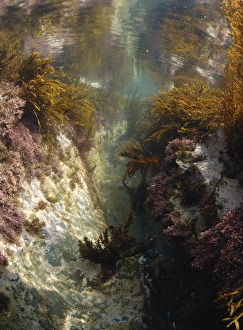 Alga Prints: Underwater view of rockpool with seaweed, Harlyn Bay, Cornwall, England, april