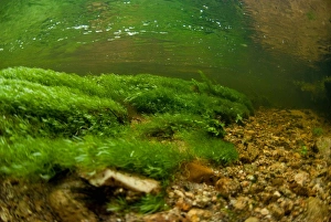Riverbeds Prints: Underwater view of waterweed in river habitat, River Fowey, Bodmin Moor, Cornwall, England
