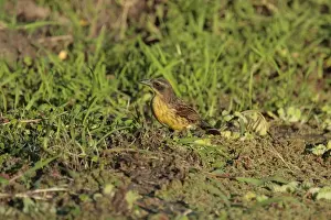 Black Bird Prints: Unicoloured Blackbird (Agelaius cyanopus) adult female
