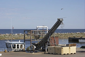 Caught Prints: Unloading catch from fishing boat at harbour, Hailuoto Island, Oulu, Finland