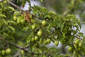 Leaves Prints: Unripe green cherries