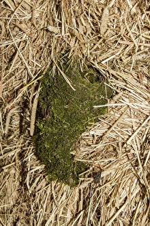 unusual nests, The male wren will build several nest for the female to choose