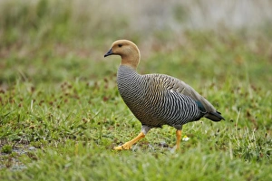 Steppes Prints: Upland Goose (Chloephaga picta) adult female