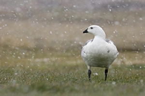 Subantarctic Prints: Upland Goose (Chloephaga picta) adult male