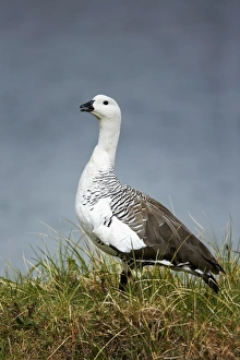 Upland Goose (Chloephaga picta) adult male, standing near water, Torres del Paine N. P