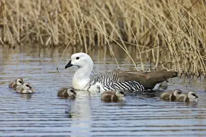 Upland Goose (Chloephaga picta) adult male with goslings, swimming, Torres del Paine N. P