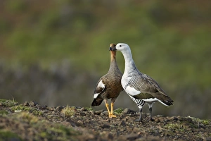 Steppes Prints: Upland Goose (Chloephaga picta) adult pair, standing together, Torres del Paine N. P