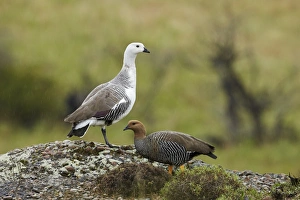 Upland Goose (Chloephaga picta) adult pair, standing during rainfall, Torres del Paine N. P