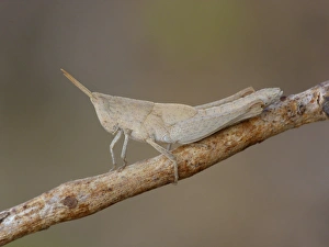 Grasshopper Prints: Upland Heath Grasshopper (Rhitzala modesta) adult