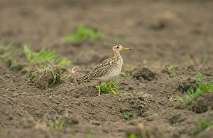 Vagrants Prints: Upland Sandpiper (Bartramia longicauda) adult