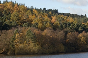 Larches Prints: Upland woodland habitat with larch and pine trees
