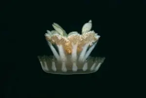 Upside Down Prints: Upside-down Jellyfish (Cassiopeia andromeda) adult