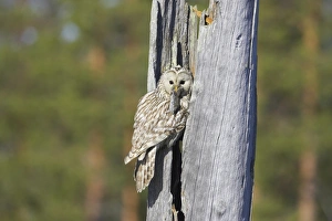 Hollow Prints: Ural Owl (Strix uralensis) adult female