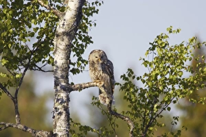 Ural Owl (Strix uralensis) adult female, with rodent prey in beak, food for chicks, perched on branch in birch tree, Finland