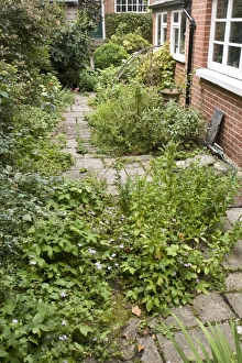 Growing Prints: Urban wildlife garden, Dorchester, Dorset, England, August