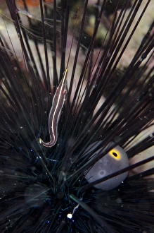 Sheltering Prints: Urchin Clingfish (Diademichthys lineatus) adult
