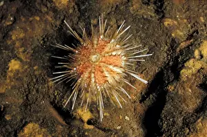 Urchin (Echinus alexandri) Deep water - 75 fathoms - Bay of Biscay