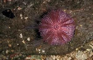 Echinoderm Prints: Urchin - Edible Sea Urchin(Echinus esculentus)crawling note lower left corner-extended tube
