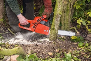 Fence Prints: Using a chainsaw to cut hawthorn for hedge laying