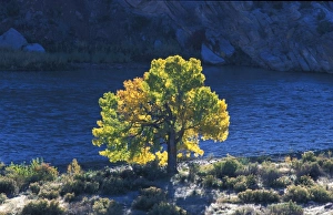 Western State Prints: Utah The golden glow of the Cottonwood tree in Autumn, Dinosaur NP. Utah, USA