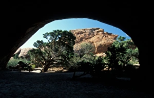 Western State Prints: Utah Looking out of Navajo Arch at Juniper Tree, Arches National Park, Utah, USA