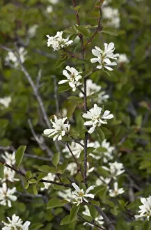 Klamath Prints: Utah Serviceberry (Amelanchier utahensis) flowering