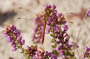 Odonata Prints: Vagrant Darter (Sympetrum vulgatum) adult male