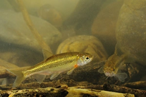 Cyprinidae Prints: Vairone (Telestes muticellus) two adults, swimming, Italy, august