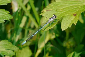 Damselfly Prints: Variable Damselfly (Coenagrion pulchellum) adult male