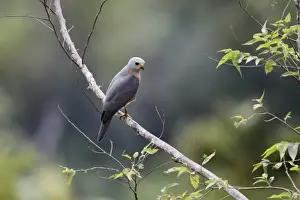 Grey Prints: Variable Goshawk (Accipiter hiogaster lavongai) adult