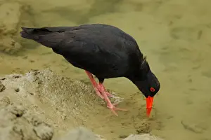 Variable Oystercatcher (Haematopus unicolor) adult, feeding in coastal creek, Auckland, North Island, New Zealand, january