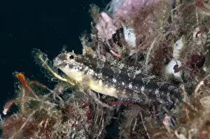 Strait Prints: Variable Sabretooth Blenny (Petroscirtes variabilis) adult