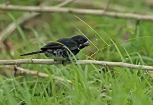 Variable Seedeater (Sporophila corvina hicksii) adult male, feeding on grass seeds, perched on twig, Chagres River