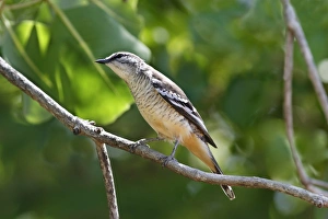 Song Bird Prints: Varied Triller (Lalage leucomela) adult female