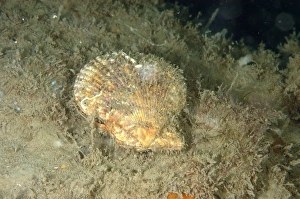 Mollusc Prints: Variegated Scallop (Chlamys varia) adult, on seabed, Lyme Bay, Dorset, England, August